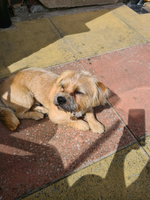 jack russell puppies for sale wirral